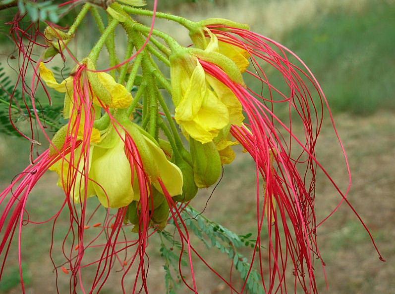 Poinciana gilliesii (pianta coltivata)